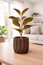 Lipstick Aglaonema