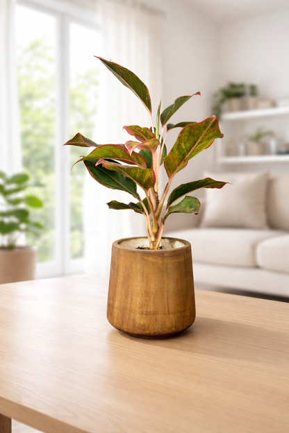 Lipstick Aglaonema