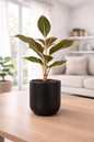 Lipstick Aglaonema