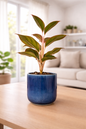 Lipstick Aglaonema