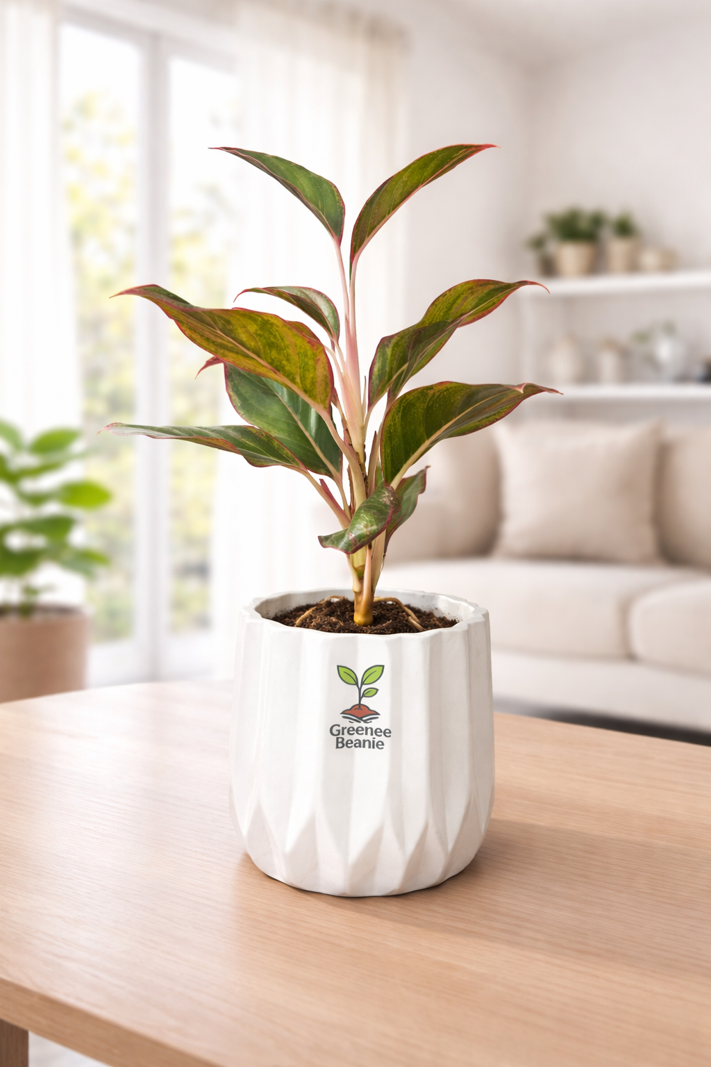 Lipstick Aglaonema