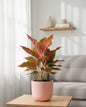 Aglaonema Chinese red