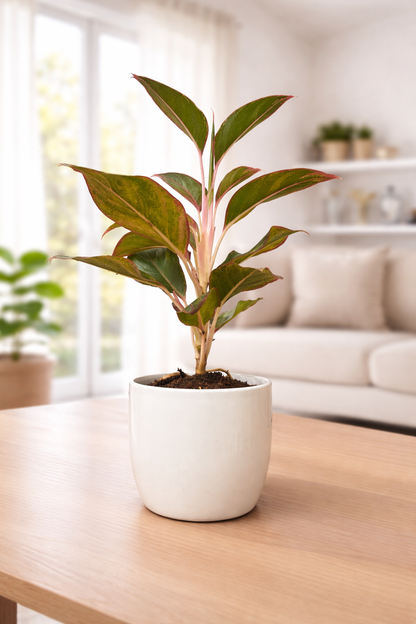 Lipstick Aglaonema