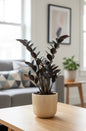 Black ZZ (Zamioculcas zamiifolia Raven)