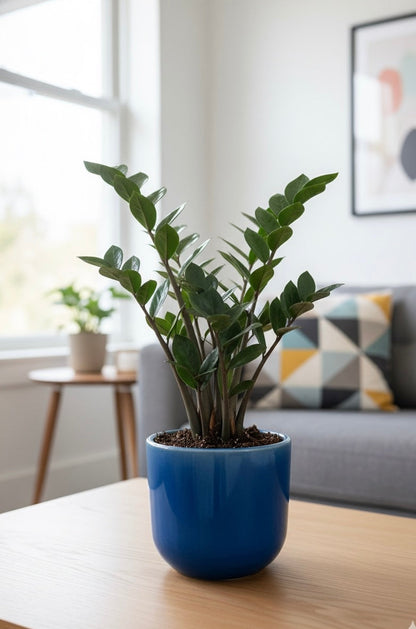 Black ZZ (Zamioculcas zamiifolia Raven)