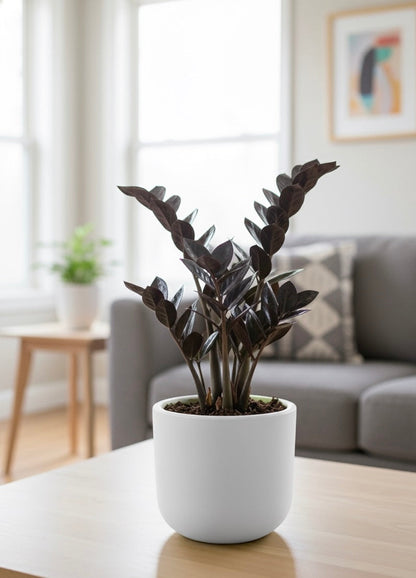 Black ZZ (Zamioculcas zamiifolia Raven)