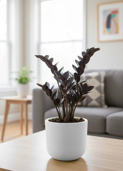 Small Plants