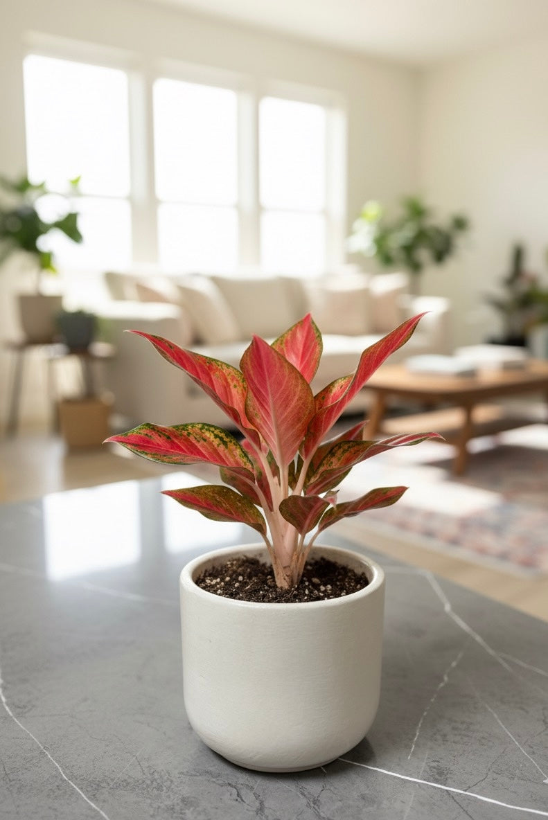 Small Plants