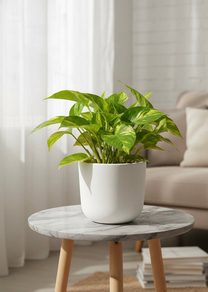 golden money plant