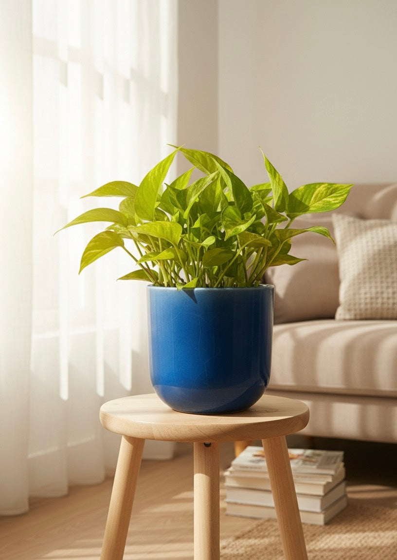 golden money plant