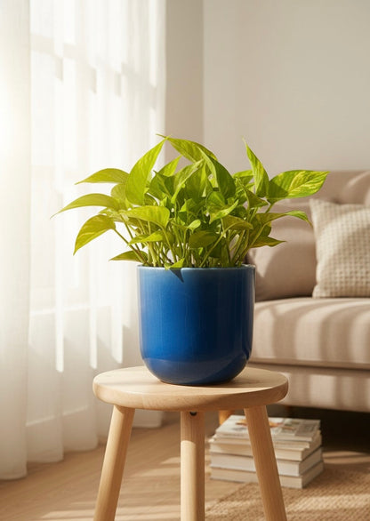 golden money plant