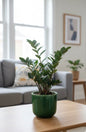 Black ZZ (Zamioculcas zamiifolia Raven)