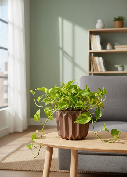 golden money plant