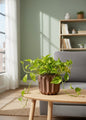 golden money plant