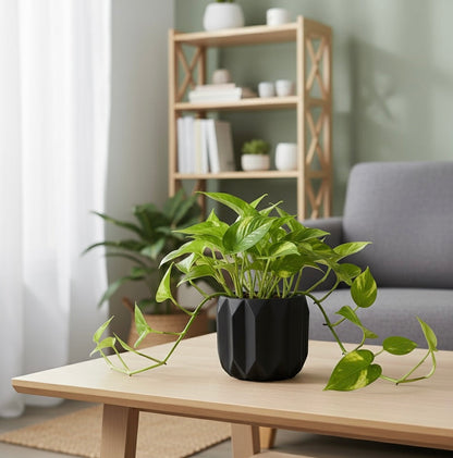 golden money plant