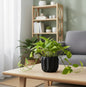 golden money plant