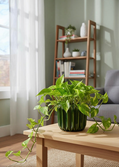 golden money plant