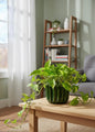golden money plant