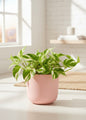 N'Joy Pothos