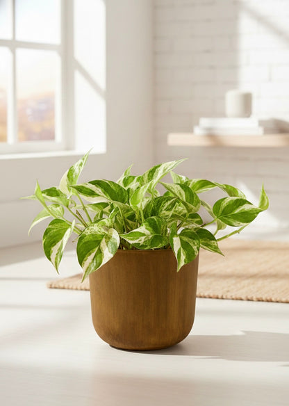 N'Joy Pothos