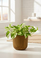 N'Joy Pothos