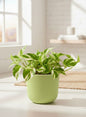 N'Joy Pothos