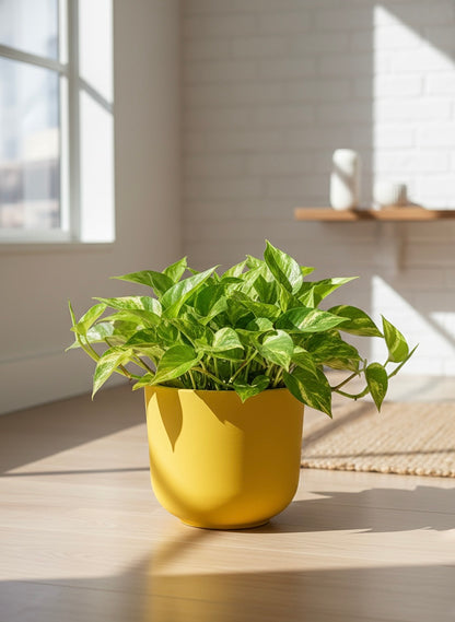 N'Joy Pothos