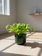 N'Joy Pothos