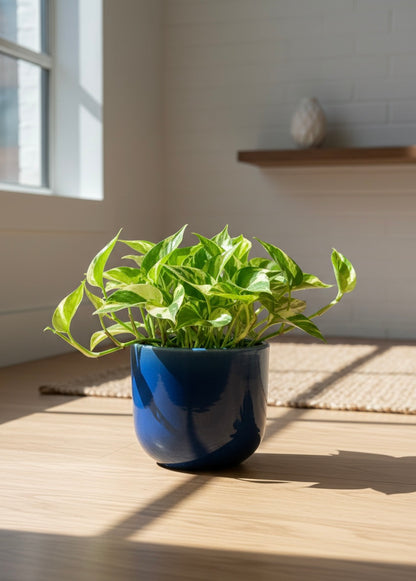 N'Joy Pothos