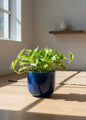 N'Joy Pothos