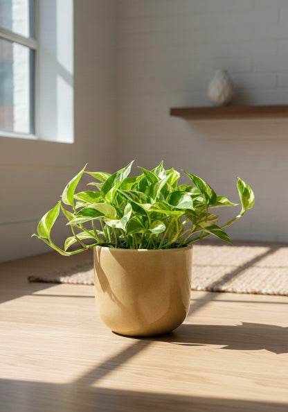 N'Joy Pothos