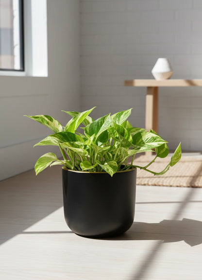 N'Joy Pothos