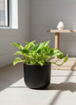 N'Joy Pothos