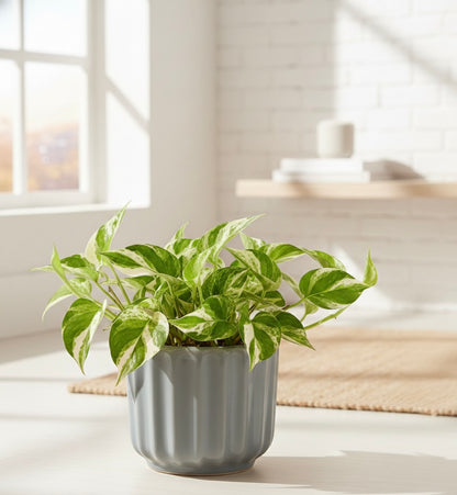 N'Joy Pothos
