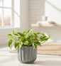 N'Joy Pothos