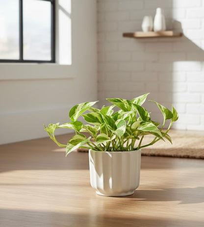 N'Joy Pothos