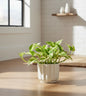 N'Joy Pothos