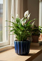 Peace Lilly
