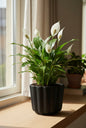 Peace Lilly