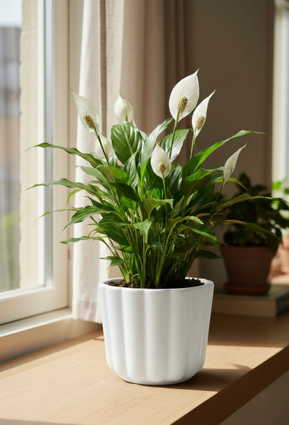 Peace Lilly