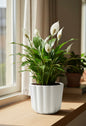 Peace Lilly