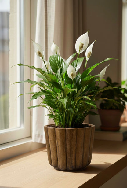 Peace Lilly