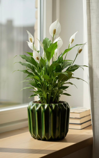 Peace Lilly