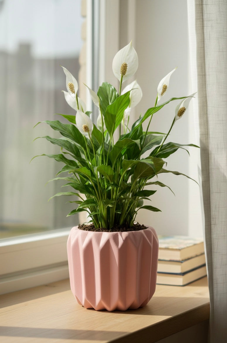 Peace Lilly
