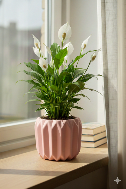 Peace Lilly
