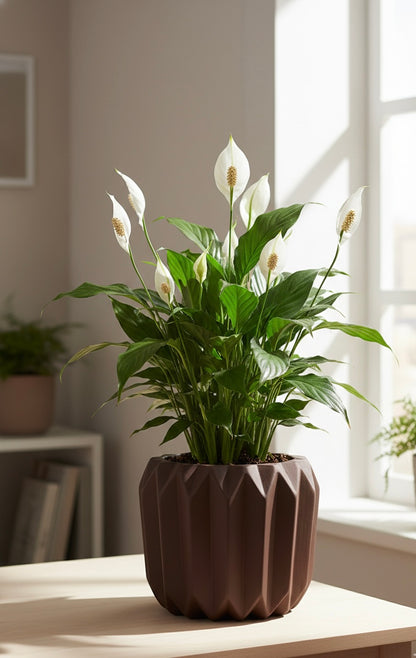 Peace Lilly