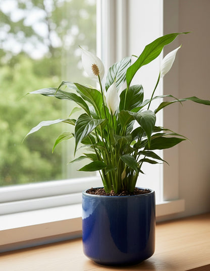 Peace Lilly