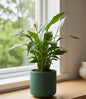Peace Lilly