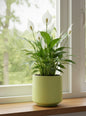 Peace Lilly