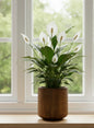 Peace Lilly
